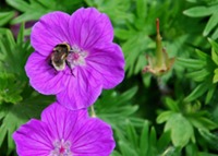 Purple flower with bee
