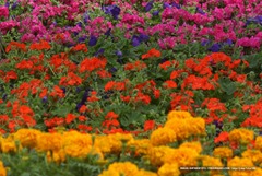 freeimages-beddingplants1ss