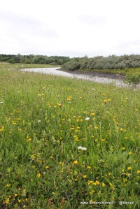 Kinneil Nature Reserve