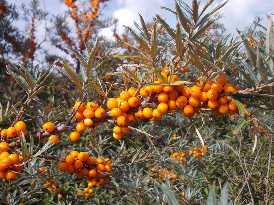 seabuckthorn-427891_960_720.jpg
